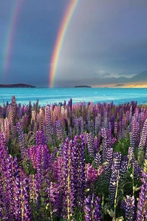 最美風(fēng)景《魯冰花》，送給母親的花！