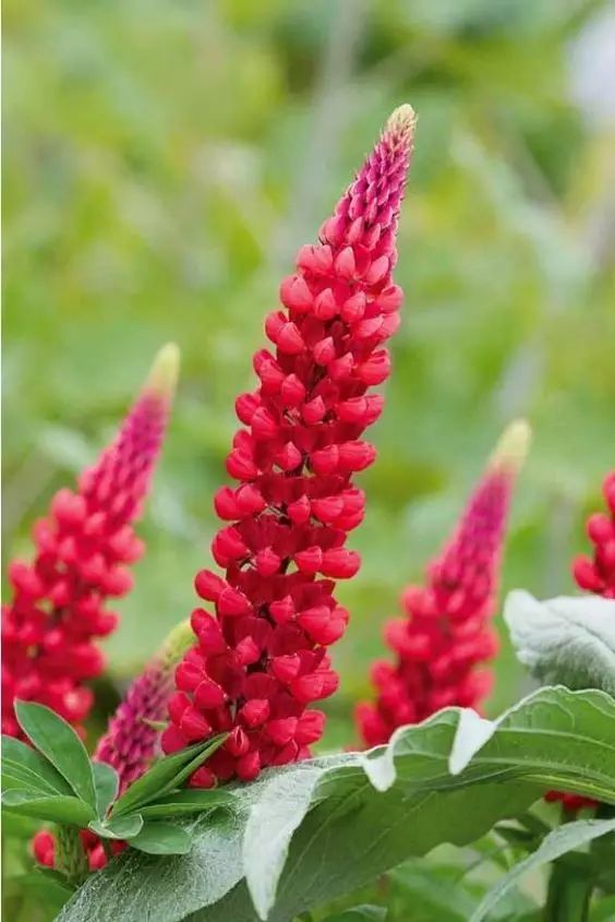 最美風(fēng)景《魯冰花》，送給母親的花！