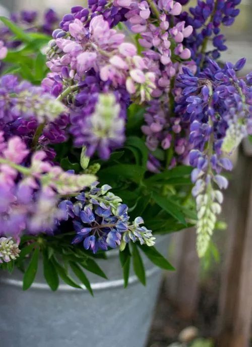 最美風(fēng)景《魯冰花》，送給母親的花！