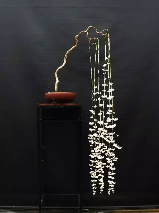 頂級盆景藝術(shù)，一種讓世人驚嘆的美！