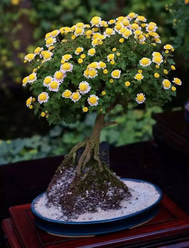 頂級盆景藝術(shù)，一種讓世人驚嘆的美！