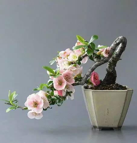 頂級盆景藝術(shù)，一種讓世人驚嘆的美！