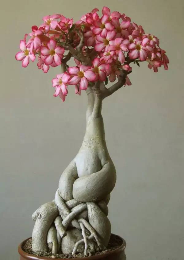 頂級盆景藝術(shù)，一種讓世人驚嘆的美！