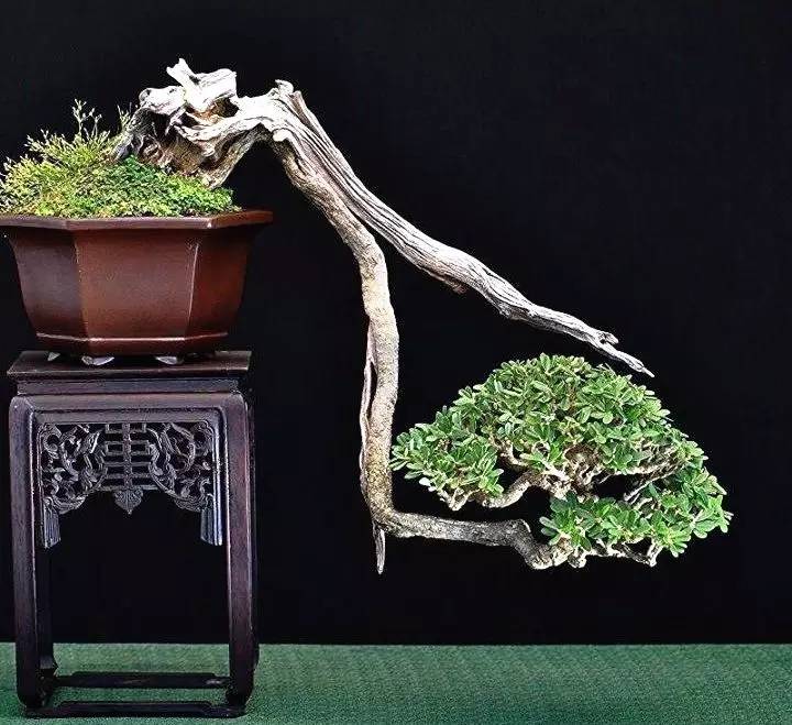 頂級盆景藝術(shù)，一種讓世人驚嘆的美！