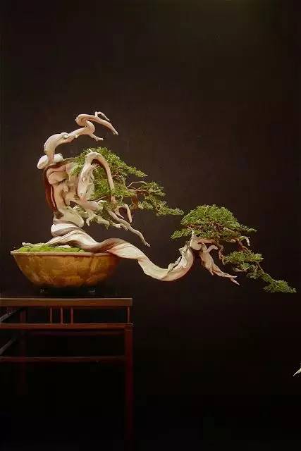 頂級盆景藝術(shù)，一種讓世人驚嘆的美！