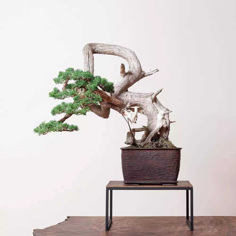 頂級盆景藝術(shù)，一種讓世人驚嘆的美！