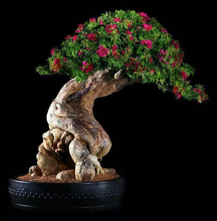 頂級盆景藝術(shù)，一種讓世人驚嘆的美！