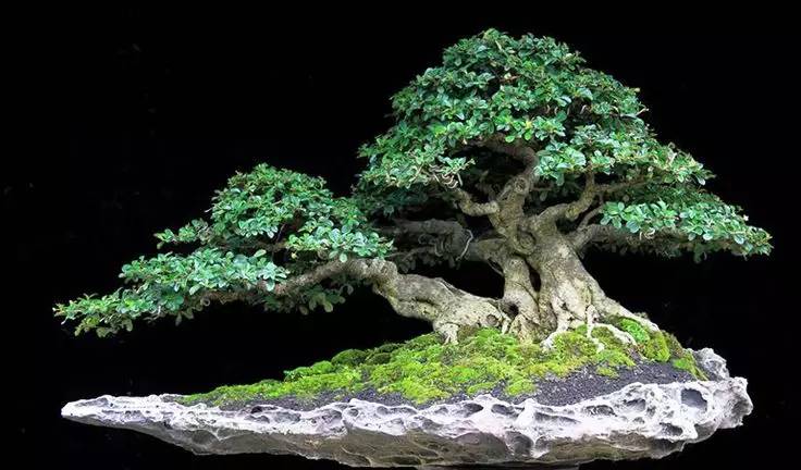 頂級盆景藝術(shù)，一種讓世人驚嘆的美！