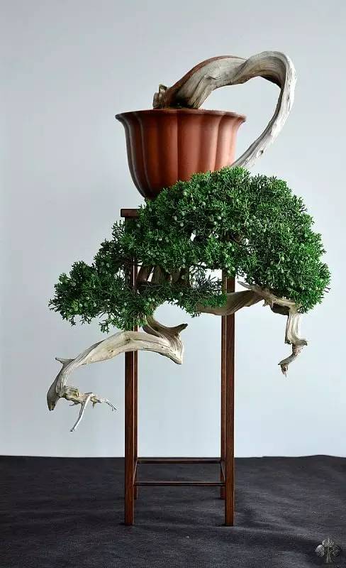 頂級盆景藝術(shù)，一種讓世人驚嘆的美！