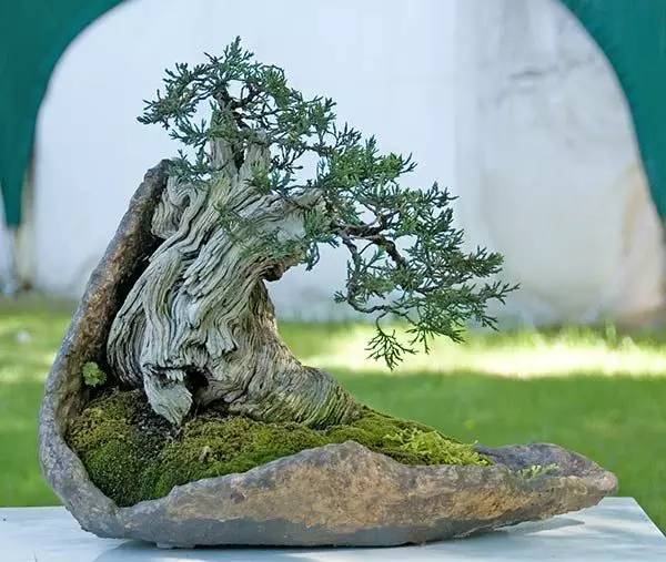 頂級盆景藝術(shù)，一種讓世人驚嘆的美！