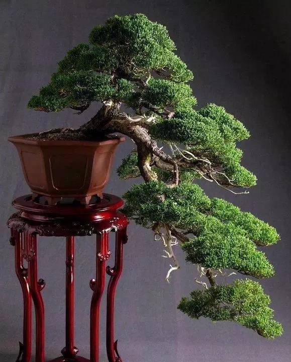 頂級盆景藝術(shù)，一種讓世人驚嘆的美！