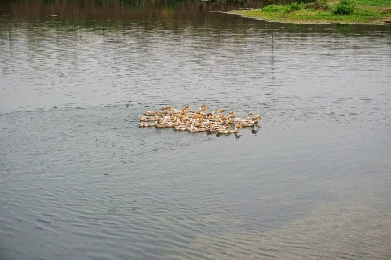 九熹·大樂之野，流水的大樂之野鐵打的小白墻