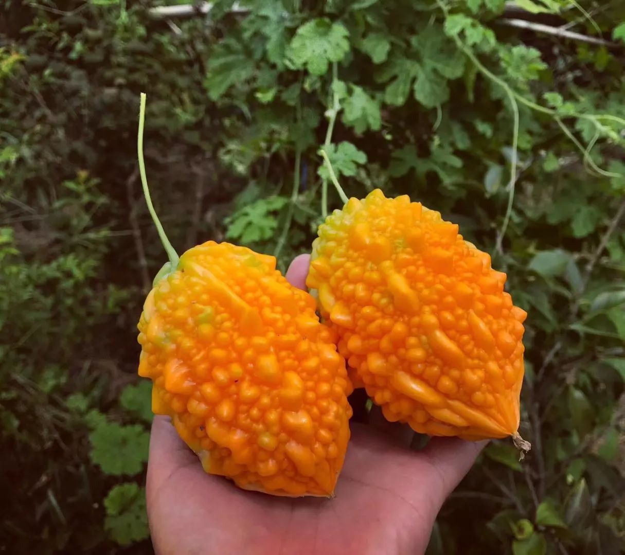 黃山·東田別野，日出而作日落而息的時(shí)光野