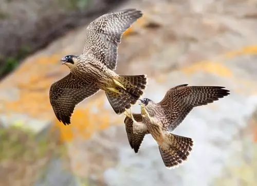 傳說中的比翼雙飛，美景美哉!