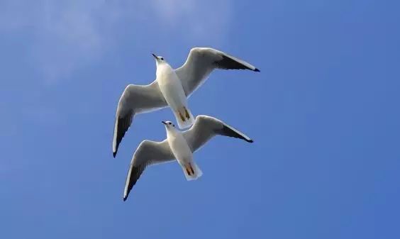 傳說中的比翼雙飛，美景美哉!