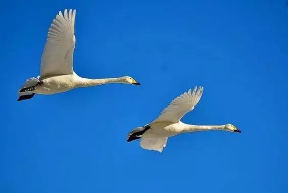 傳說中的比翼雙飛，美景美哉!