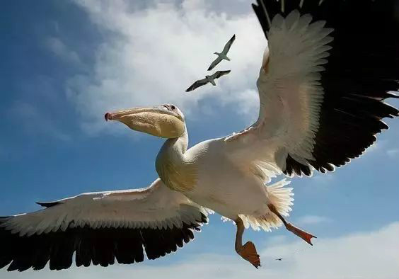 傳說中的比翼雙飛，美景美哉!