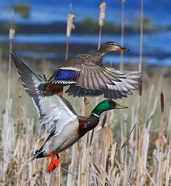 傳說中的比翼雙飛，美景美哉!