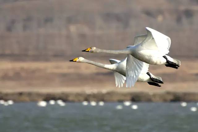 傳說中的比翼雙飛，美景美哉!