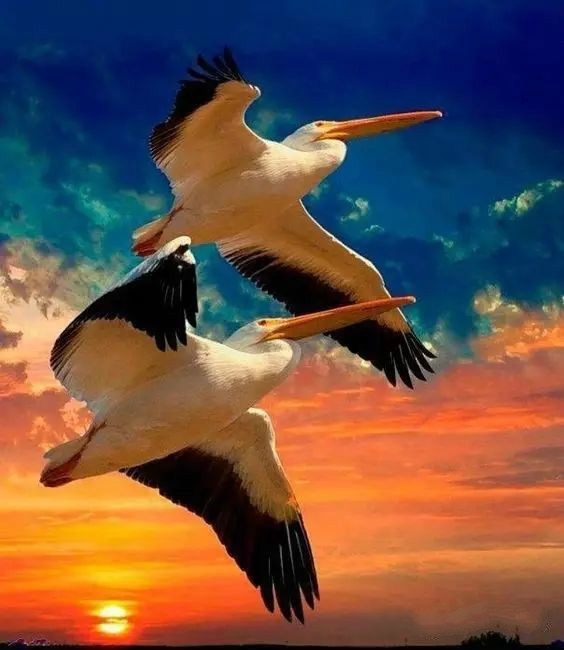 傳說中的比翼雙飛，美景美哉!