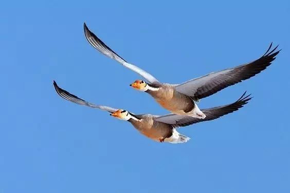 傳說中的比翼雙飛，美景美哉!