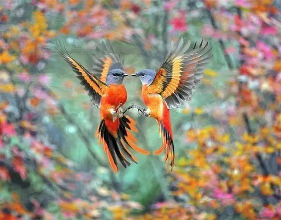 傳說中的比翼雙飛，美景美哉!