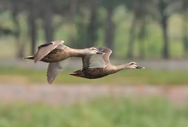 傳說中的比翼雙飛，美景美哉!