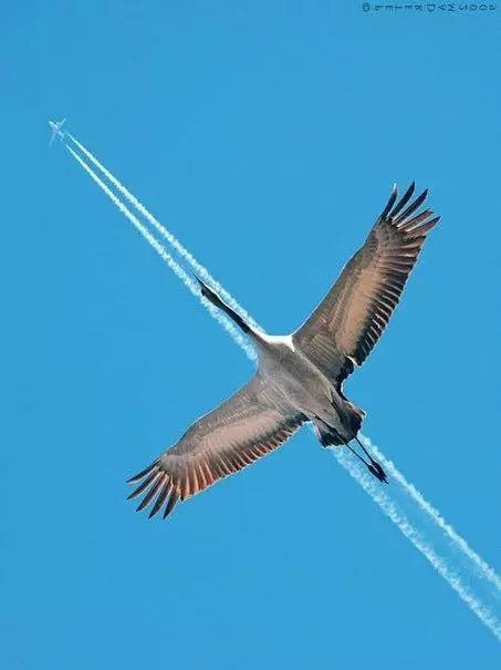 傳說中的比翼雙飛，美景美哉!