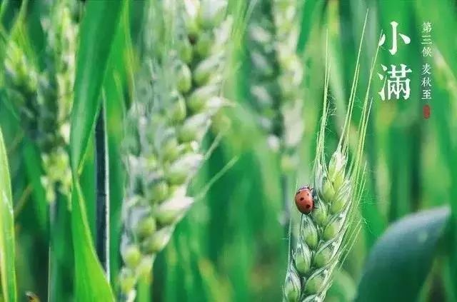 小滿節(jié)氣，人生小滿