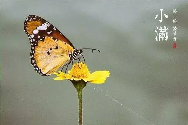 小滿節(jié)氣，人生小滿