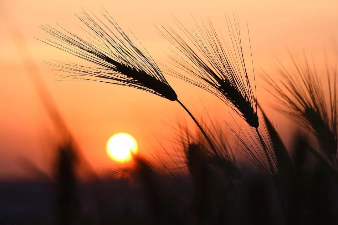 小滿節(jié)氣，人生小滿