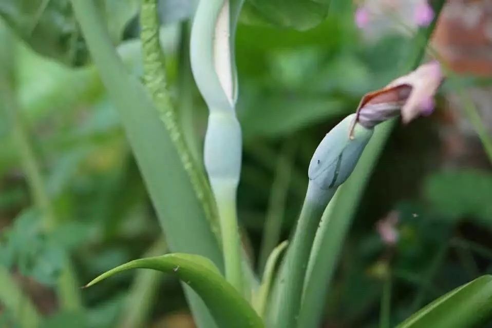廣州·菁木山舍，有個(gè)木屋開滿鮮花看花開花落