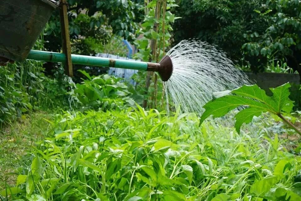 廣州·菁木山舍，有個(gè)木屋開(kāi)滿鮮花看花開(kāi)花落