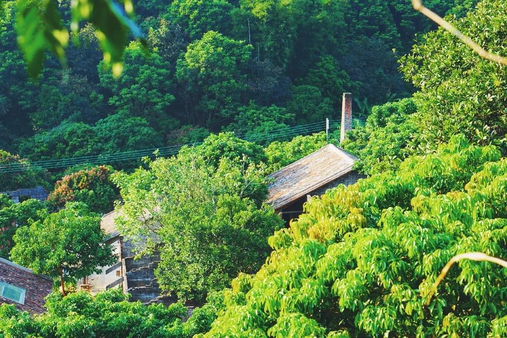 廣州·菁木山舍，有個(gè)木屋開滿鮮花看花開花落