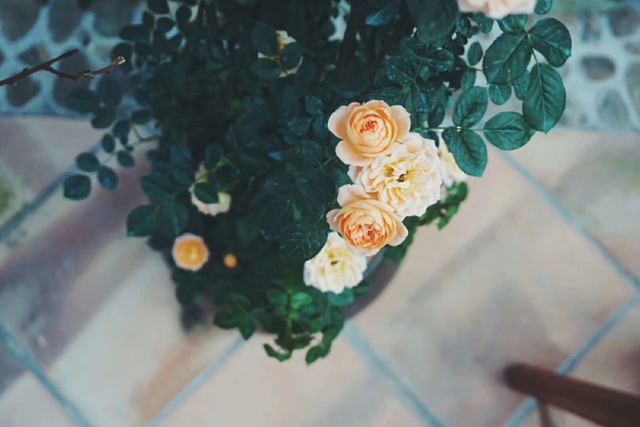 廣州·菁木山舍，有個(gè)木屋開滿鮮花看花開花落