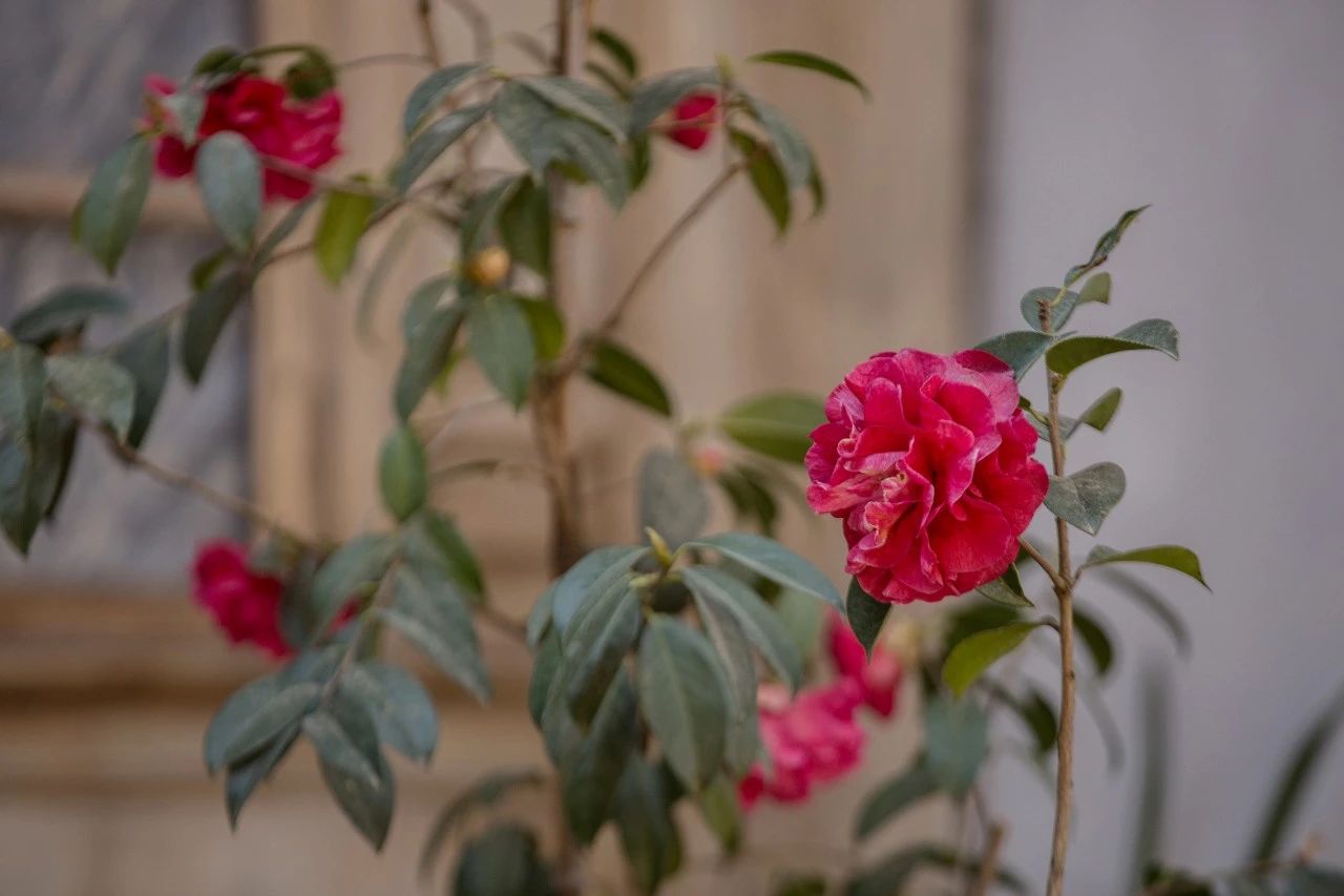 騰沖·敘蘭亭，不是讓古宅在時(shí)光中老去