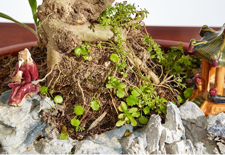 山紫甲石景，姿態(tài)萬(wàn)千盆景藝術(shù)！