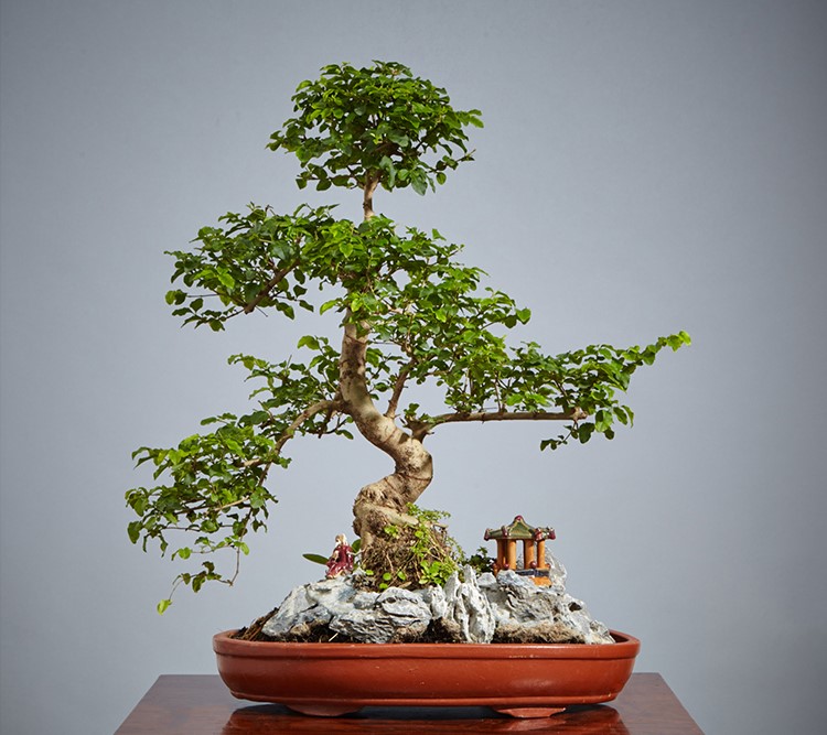 山紫甲石景，姿態(tài)萬(wàn)千盆景藝術(shù)！