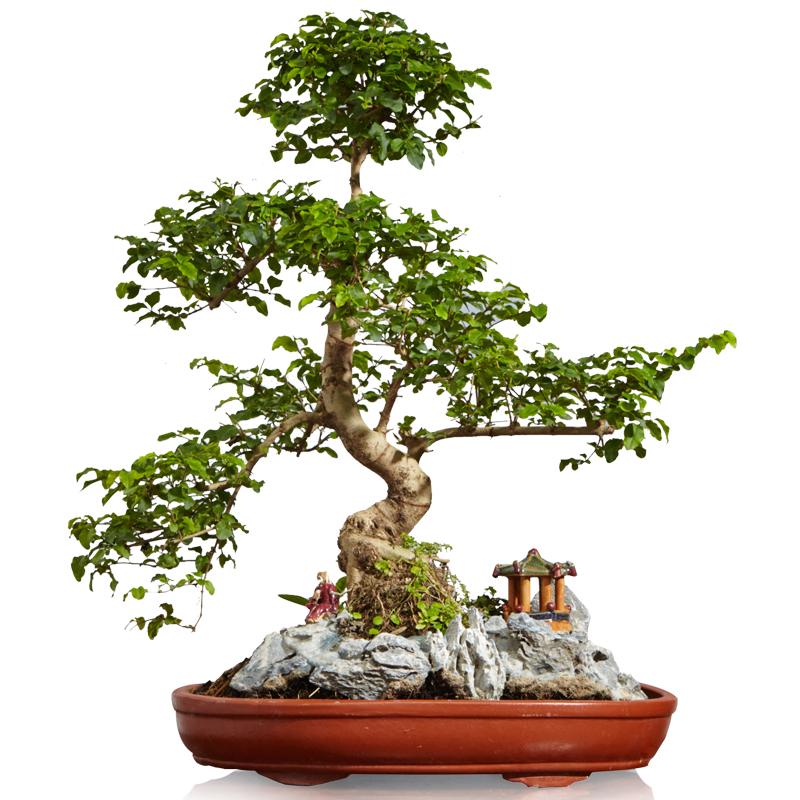 山紫甲石景，姿態(tài)萬(wàn)千盆景藝術(shù)！