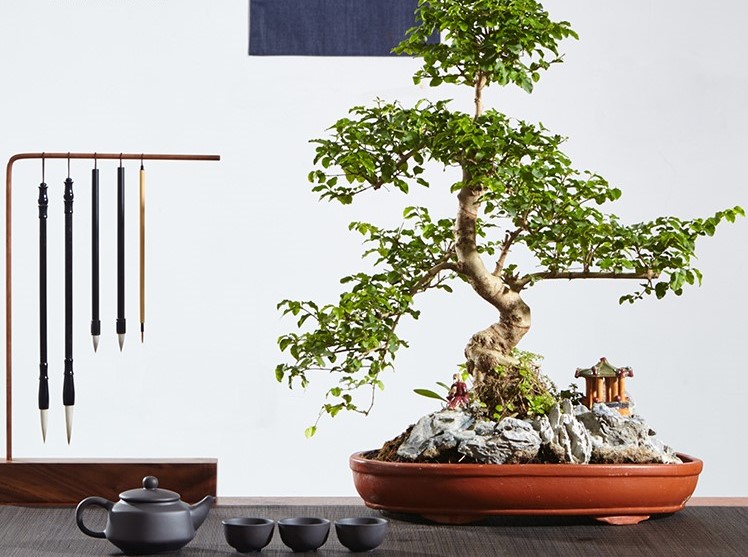 山紫甲石景，姿態(tài)萬(wàn)千盆景藝術(shù)！