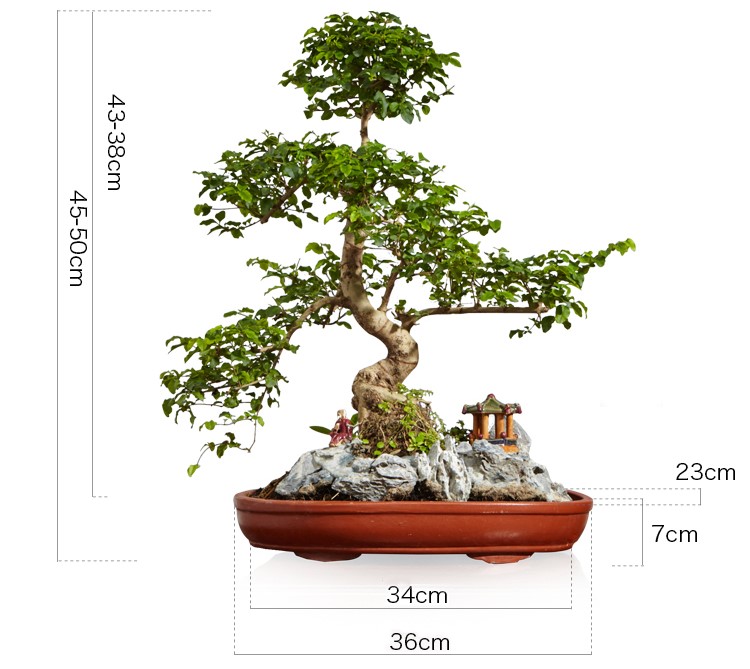 山紫甲石景，姿態(tài)萬(wàn)千盆景藝術(shù)！