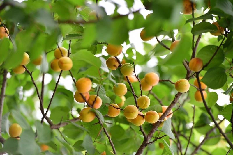 南京·悠然客棧，一方小院一杯清茶一段美好時(shí)光