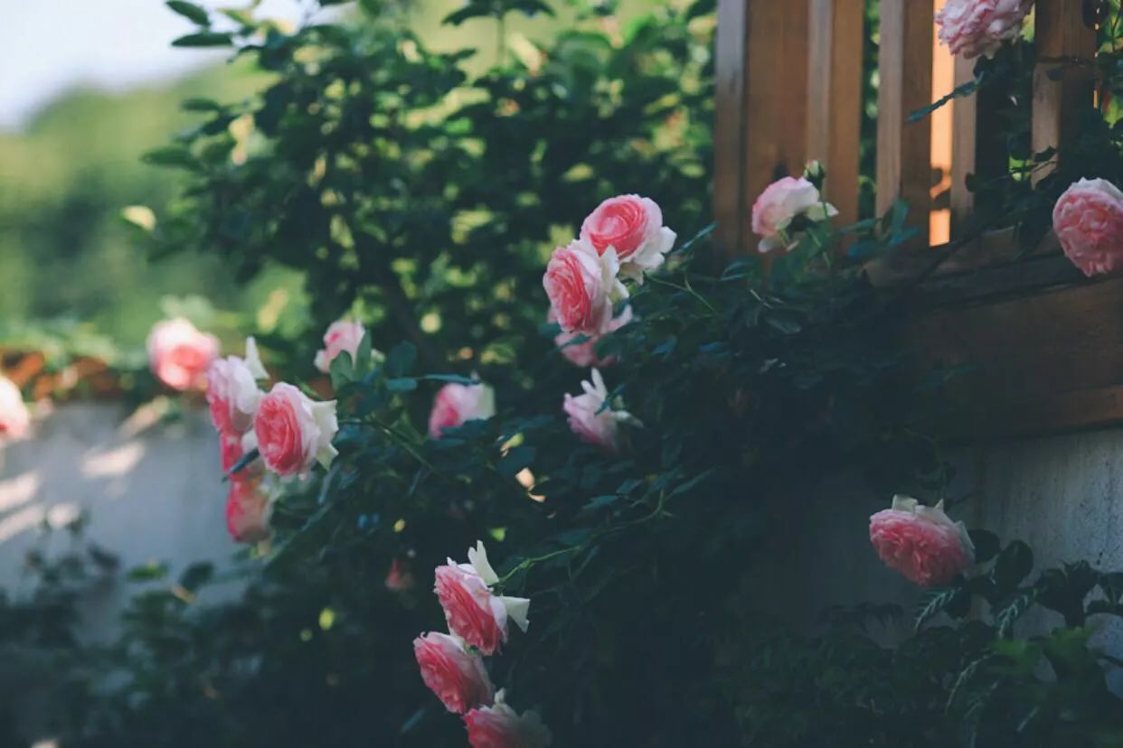 南京·悠然客棧，一方小院一杯清茶一段美好時光