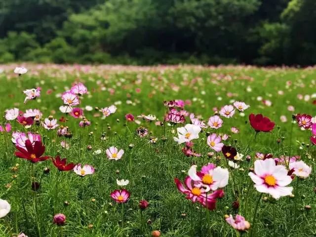 南京·悠然客棧，一方小院一杯清茶一段美好時(shí)光