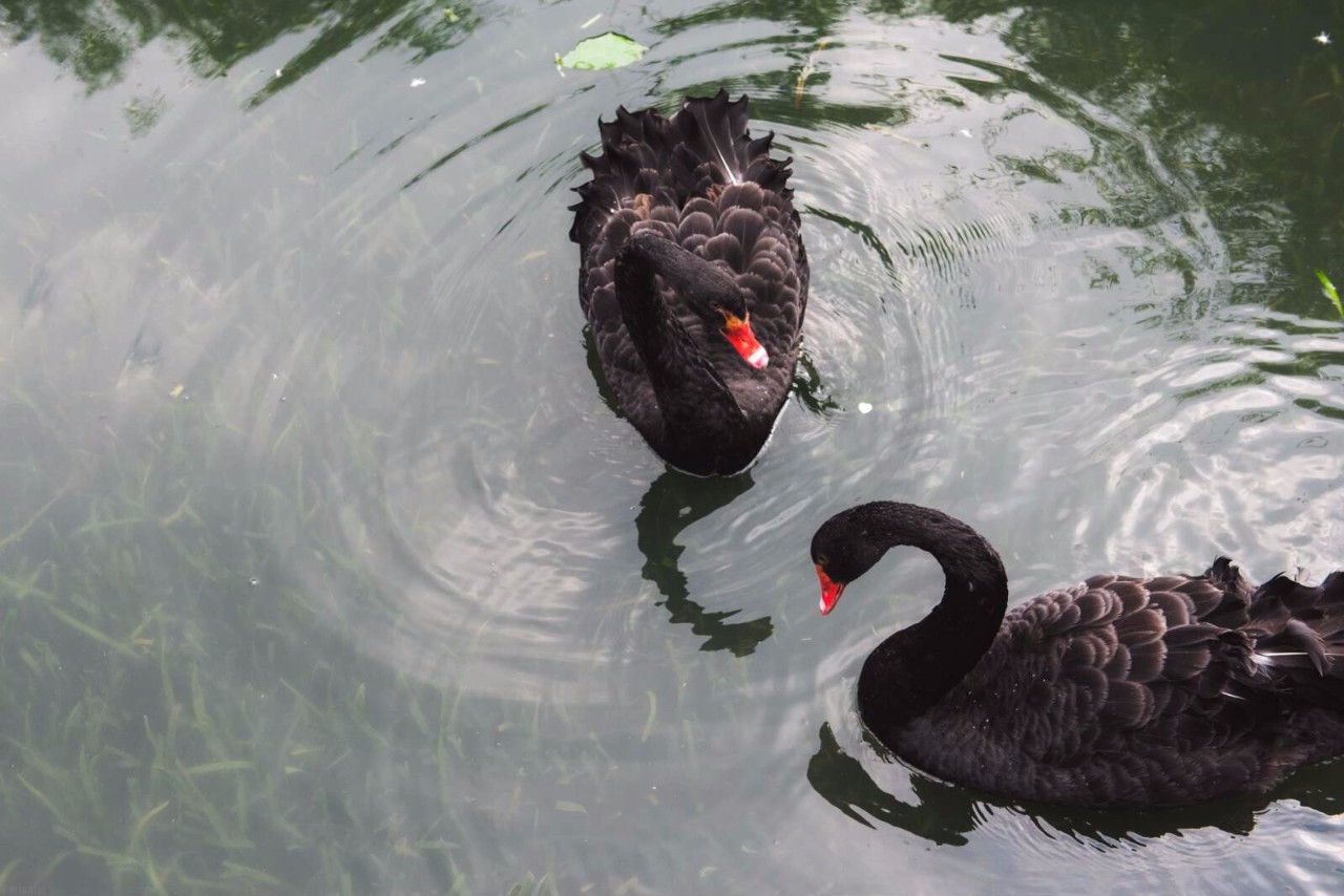 杭州·水墨蓉莊，保持一副獨(dú)立于塵世之外面孔