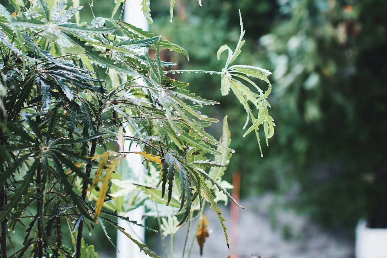 青島·桑吉爾多，把桑吉爾多的民謠帶進(jìn)來