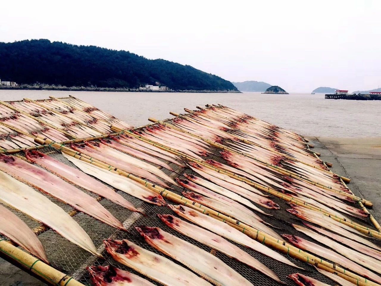 青島·桑吉爾多，把桑吉爾多的民謠帶進(jìn)來(lái)