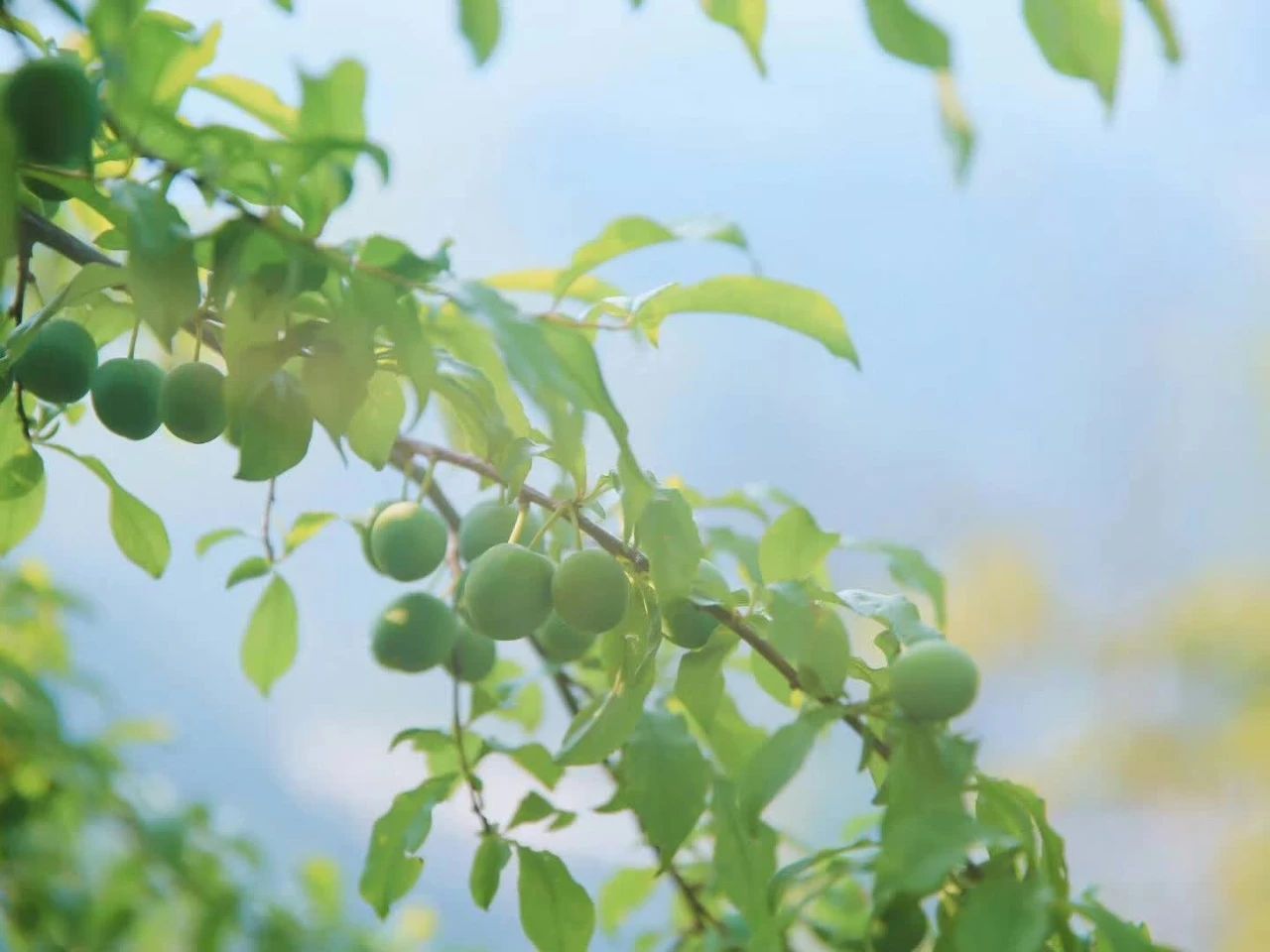 杭州·相見茶舍，若無相欠怎會(huì)相見