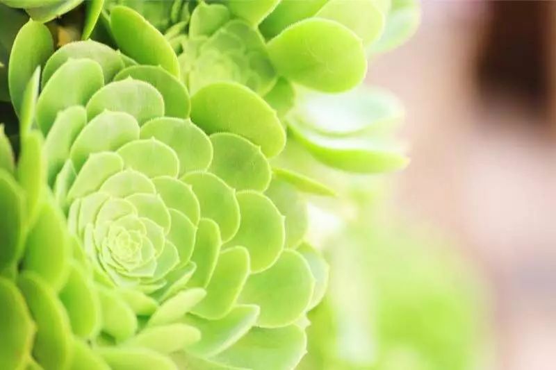 花田月舍·五月，最好的年紀(jì)找到內(nèi)心的歸屬感