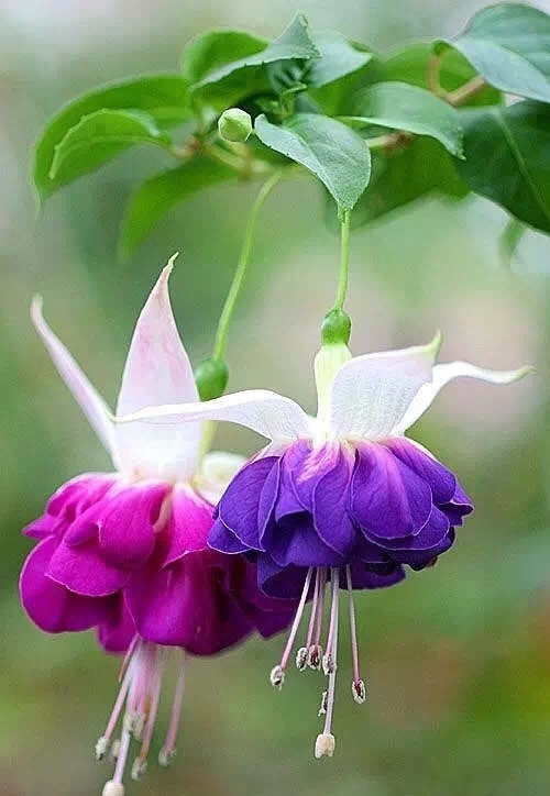 唯美風(fēng)景圖片：世界上最美倒掛金鐘花！